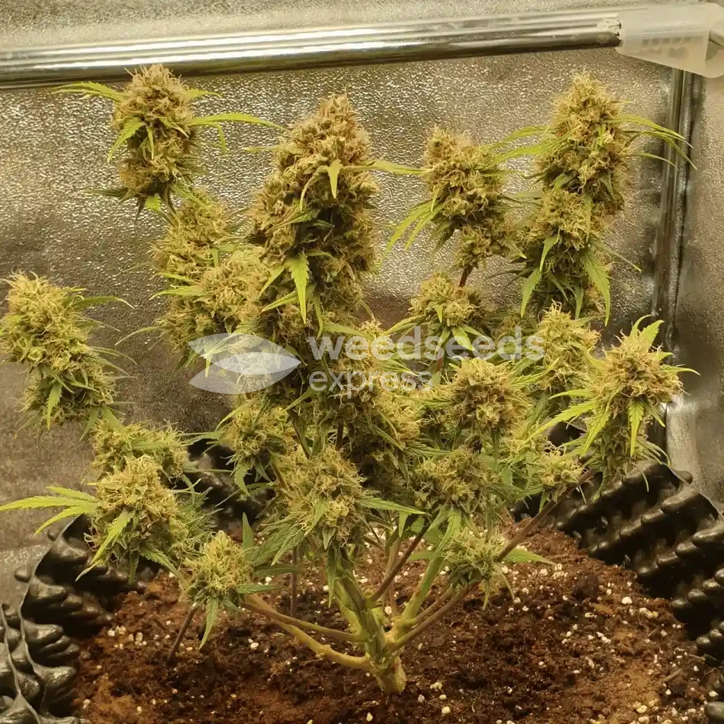 Critical Auto by WeedSeedsExpress grown by Mosquito_Haarlem_Holland